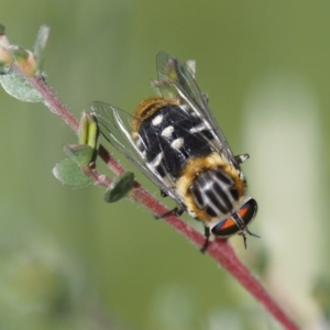 Scaptia patula at Paddys River, ACT - 21 Jan 2017 09:55 AM