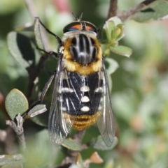 Scaptia patula at Paddys River, ACT - 21 Jan 2017 09:55 AM