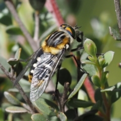 Scaptia patula at Paddys River, ACT - 21 Jan 2017