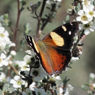Vanessa itea (Yellow Admiral) at Paddys River, ACT - 21 Jan 2017 by KenT