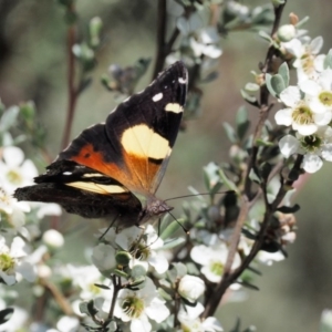 Vanessa itea at Paddys River, ACT - 21 Jan 2017 10:02 AM