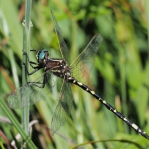 Synthemis eustalacta at Paddys River, ACT - 21 Jan 2017