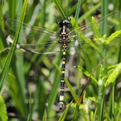 Synthemis eustalacta at Paddys River, ACT - 21 Jan 2017