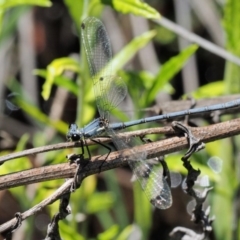 Griseargiolestes intermedius at Paddys River, ACT - 21 Jan 2017 01:15 PM