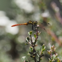 Nannophya dalei at Paddys River, ACT - 21 Jan 2017