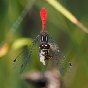 Nannophya dalei at Paddys River, ACT - 21 Jan 2017