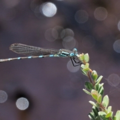 Austrolestes leda (Wandering Ringtail) at Gibraltar Pines - 21 Jan 2017 by KenT