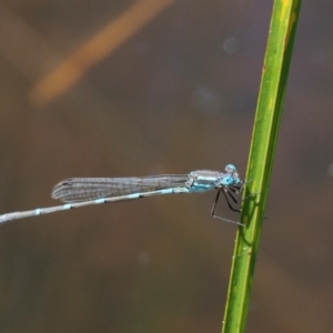 Austrolestes leda at Paddys River, ACT - 21 Jan 2017