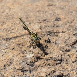 Austrogomphus guerini at Cotter River, ACT - 21 Jan 2017 02:52 PM