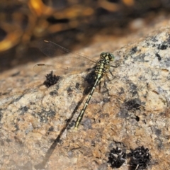 Austrogomphus guerini at Cotter River, ACT - 21 Jan 2017