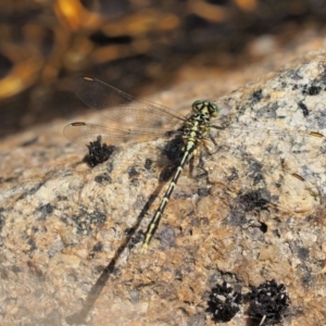 Austrogomphus guerini at Cotter River, ACT - 21 Jan 2017 02:52 PM