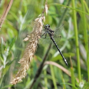 Eusynthemis brevistyla at Cotter River, ACT - 21 Jan 2017 02:39 PM