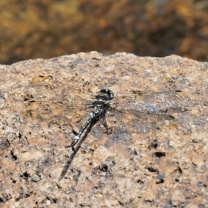 Eusynthemis brevistyla at Cotter River, ACT - 21 Jan 2017