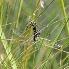 Eusynthemis brevistyla at Cotter River, ACT - 21 Jan 2017 02:39 PM