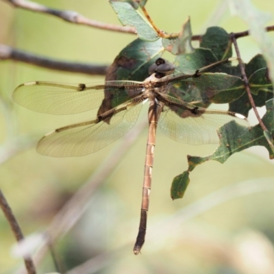 Telephlebia brevicauda (Southern Evening Darner) at Cotter River, ACT - 21 Jan 2017 by KenT