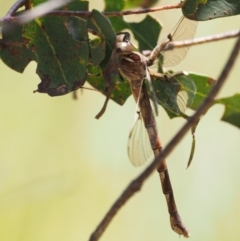 Telephlebia brevicauda at Cotter River, ACT - 21 Jan 2017