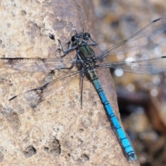 Diphlebia lestoides (Whitewater Rockmaster) at Cotter River, ACT - 21 Jan 2017 by KenT