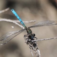 Diphlebia lestoides at Cotter River, ACT - 21 Jan 2017