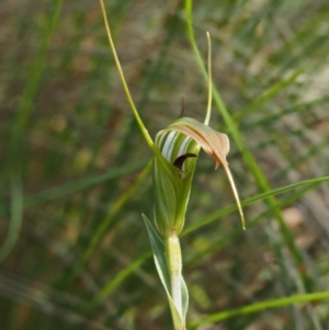 Diplodium decurvum at Cotter River, ACT - suppressed