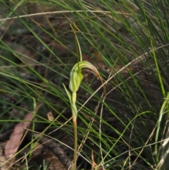 Diplodium decurvum at Cotter River, ACT - suppressed