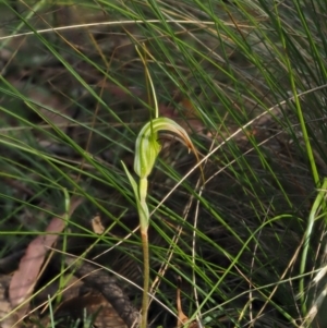 Diplodium decurvum at Cotter River, ACT - 21 Jan 2017