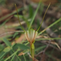 Diplodium decurvum at Cotter River, ACT - 21 Jan 2017