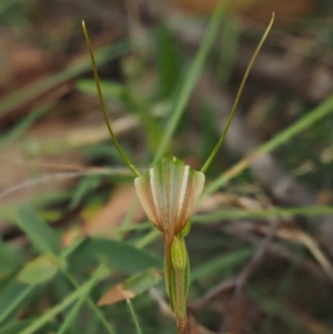 Diplodium decurvum at Cotter River, ACT - suppressed