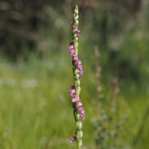 Spiranthes australis at Paddys River, ACT - suppressed