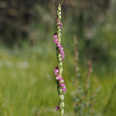 Spiranthes australis (Austral Ladies Tresses) at Gibraltar Pines - 20 Jan 2017 by KenT