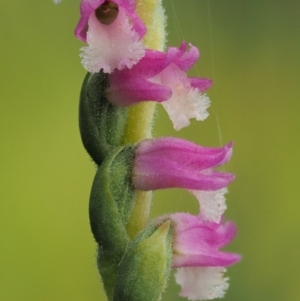 Spiranthes australis at Paddys River, ACT - suppressed