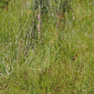 Spiranthes australis at Paddys River, ACT - 21 Jan 2017