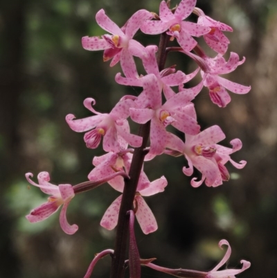 Dipodium roseum (Rosy Hyacinth Orchid) at Gibraltar Pines - 20 Jan 2017 by KenT