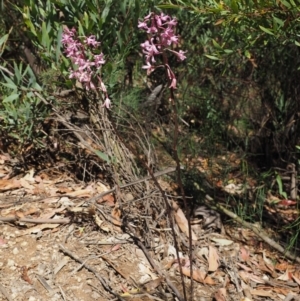 Dipodium roseum at Paddys River, ACT - suppressed