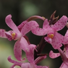 Dipodium roseum at Paddys River, ACT - suppressed