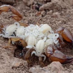 Urodacus manicatus (Black Rock Scorpion) at Sutton, NSW - 26 Jan 2017 by CedricBear