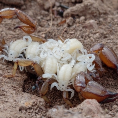 Urodacus manicatus (Black Rock Scorpion) at Mulligans Flat - 25 Jan 2017 by CedricBear