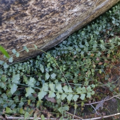 Asplenium flabellifolium (Necklace Fern) at Cooleman Ridge - 26 Jan 2017 by liambanyer