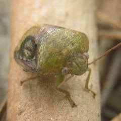 Solenotichus circuliferus (Solenotichus shield bug) at Kambah, ACT - 25 Jan 2017 by MatthewFrawley