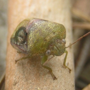 Solenotichus circuliferus at Kambah, ACT - 25 Jan 2017 05:50 PM