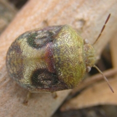 Solenotichus circuliferus at Kambah, ACT - 25 Jan 2017 05:50 PM