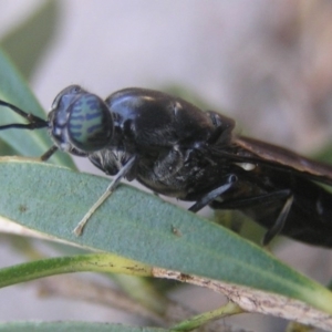 Hermetia illucens at Kambah, ACT - 26 Jan 2017 08:46 AM