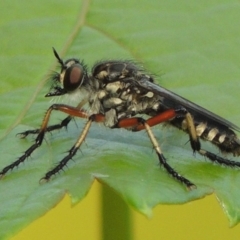 Thereutria amaraca (Spine-legged Robber Fly) at Conder, ACT - 8 Jan 2017 by MichaelBedingfield