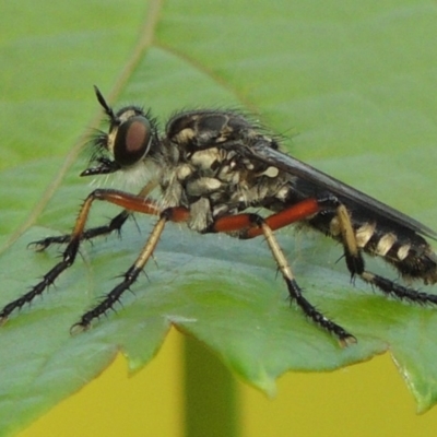 Thereutria amaraca (Spine-legged Robber Fly) at Conder, ACT - 7 Jan 2017 by michaelb