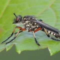 Thereutria amaraca at Conder, ACT - 8 Jan 2017