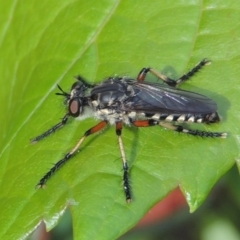 Thereutria amaraca at Conder, ACT - 8 Jan 2017 09:26 AM