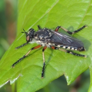 Thereutria amaraca at Conder, ACT - 8 Jan 2017 09:26 AM