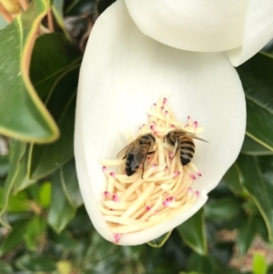 Apis mellifera at Watson, ACT - 26 Jan 2017