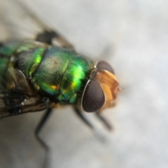 Rutilia (Chrysorutilia) sp. (genus & subgenus) (A Bristle Fly) at Watson, ACT - 26 Jan 2017 by AaronClausen