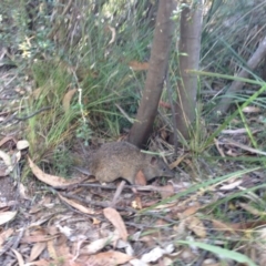 Isoodon obesulus obesulus (Southern Brown Bandicoot) at Tidbinbilla Nature Reserve - 26 Jan 2017 by jilds