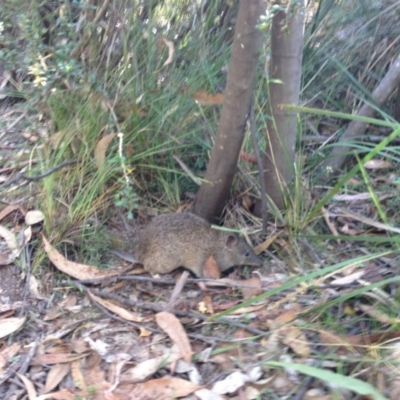 Isoodon obesulus obesulus (Southern Brown Bandicoot) at Tidbinbilla Nature Reserve - 26 Jan 2017 by jilds